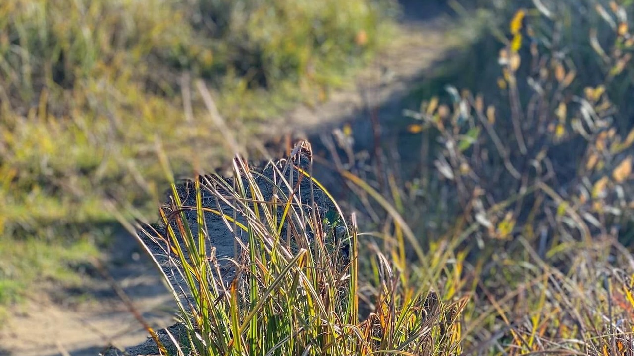 Photo of Others in Ocean Shores