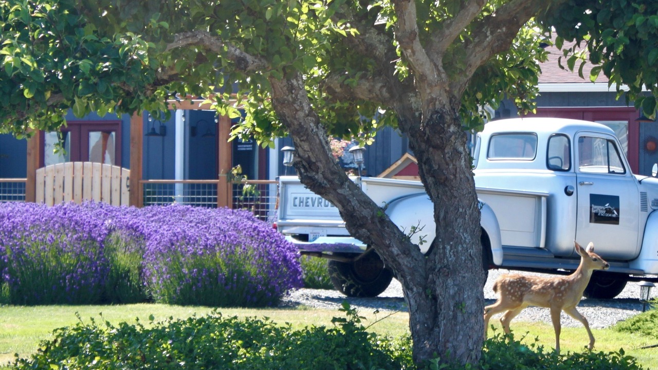 Photo of Outdoor in Sequim