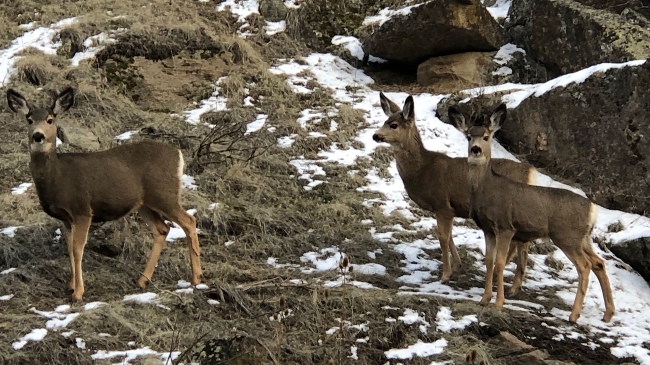 Photo of Others in Gem County