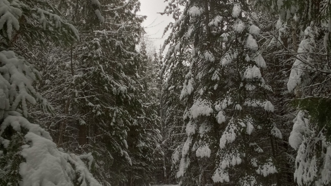 Photo of Others in Sandpoint