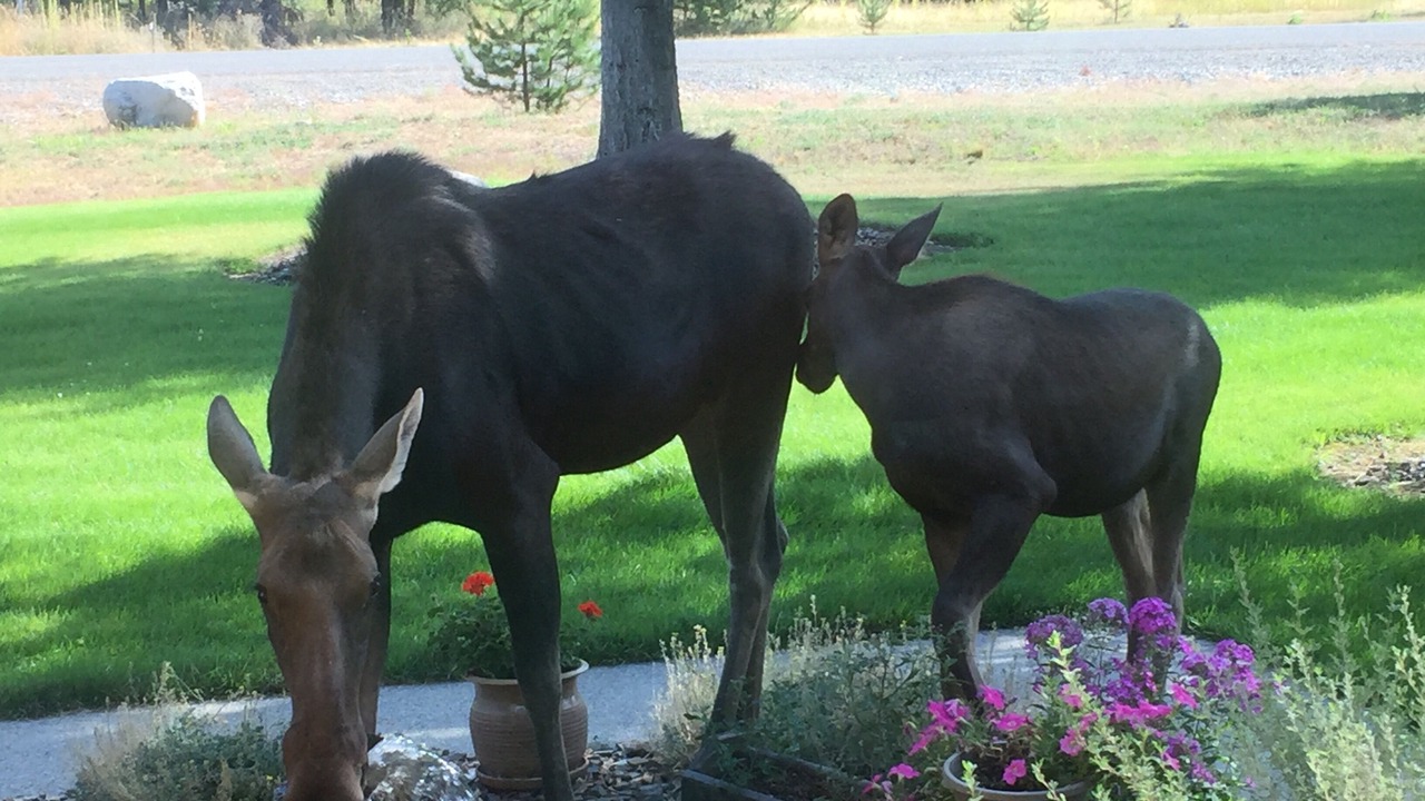 Photo of Outdoor in Rathdrum