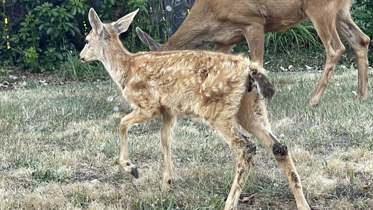 Photo of Others in Port Townsend