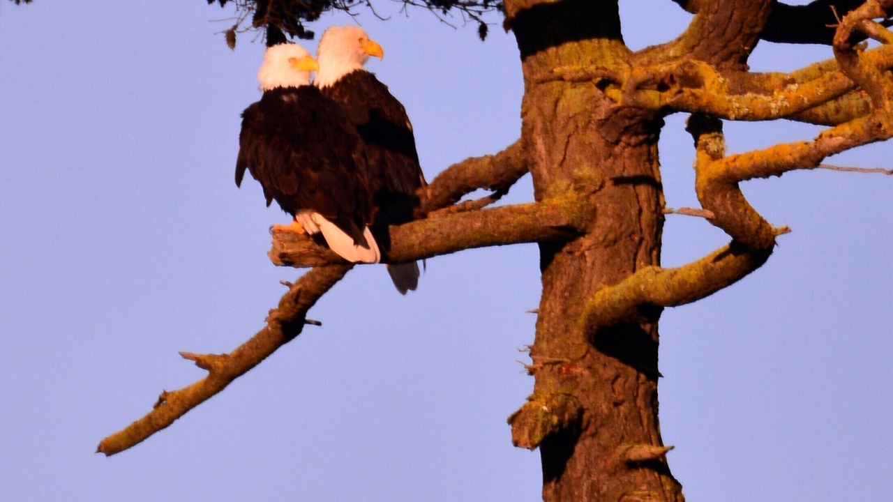 Photo of Others in Friday Harbor
