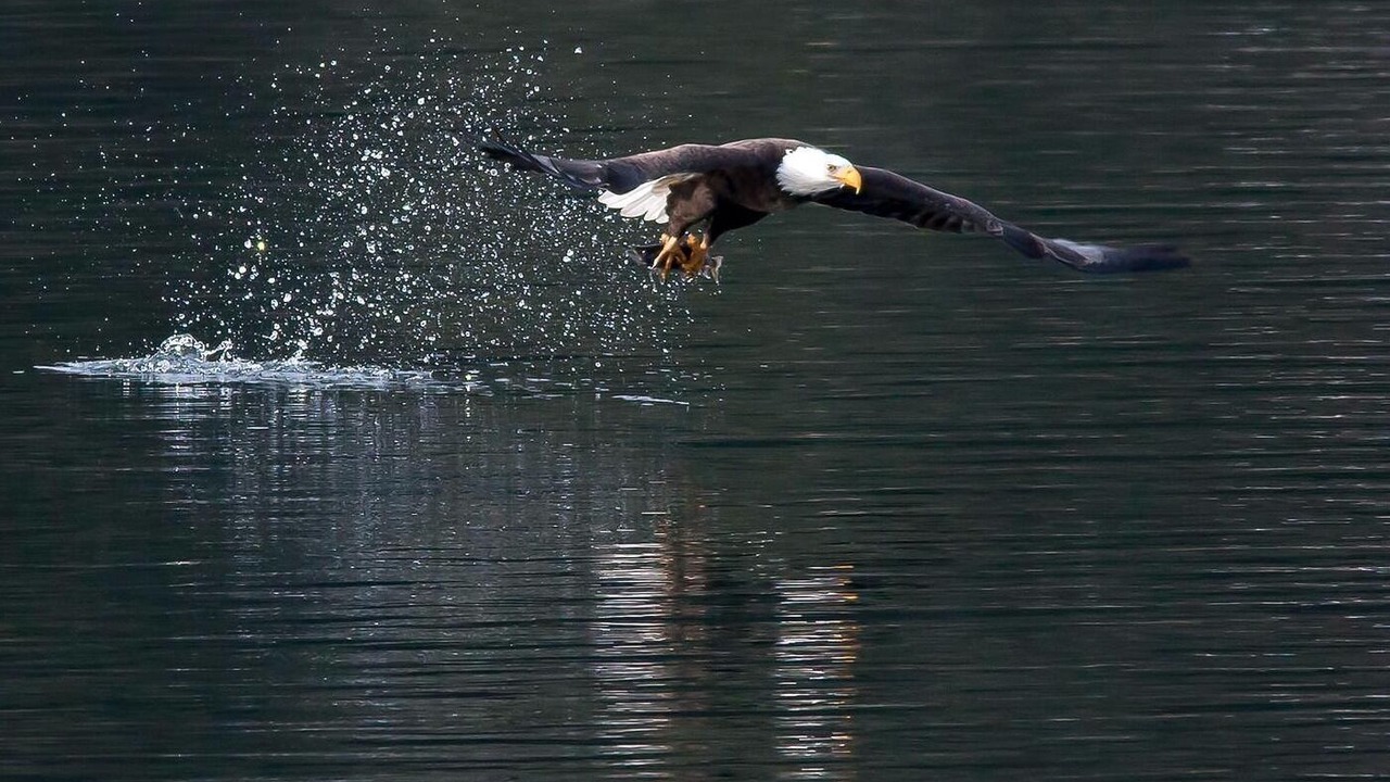 Photo of Others in Coeur d'Alene