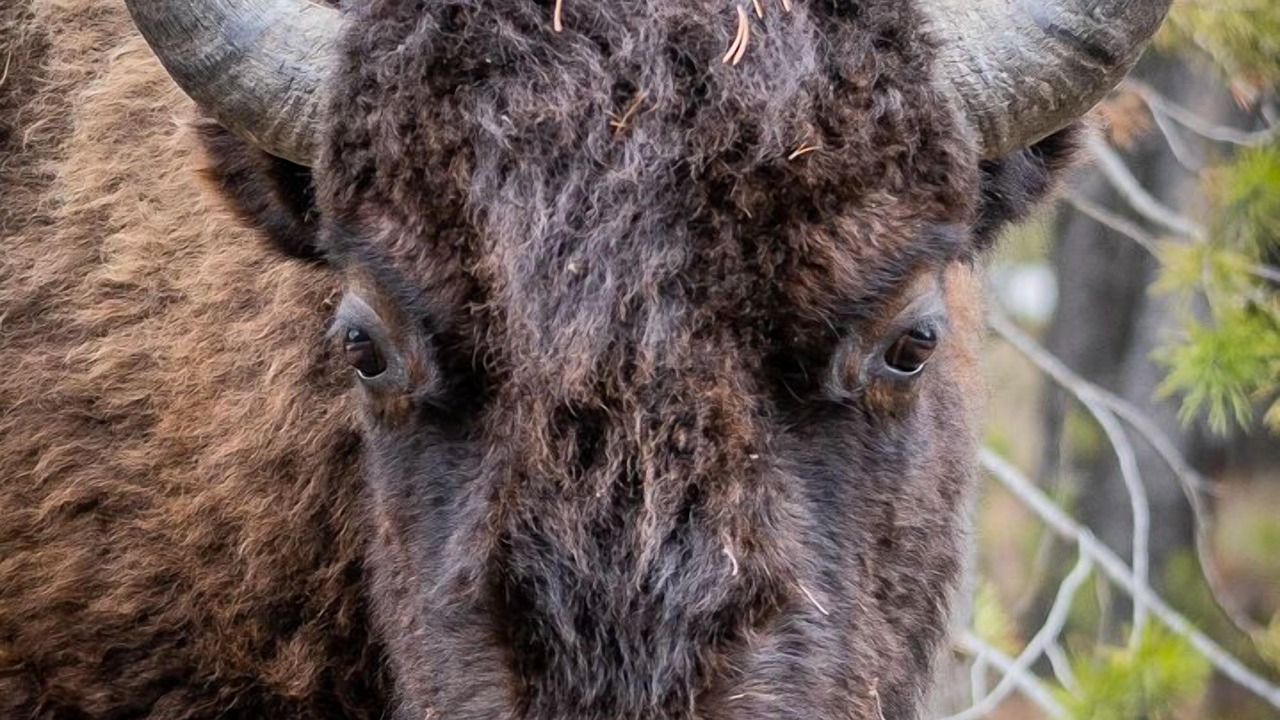 Photo of Others in West Yellowstone