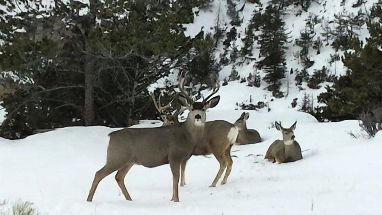 Photo of Others in Park County