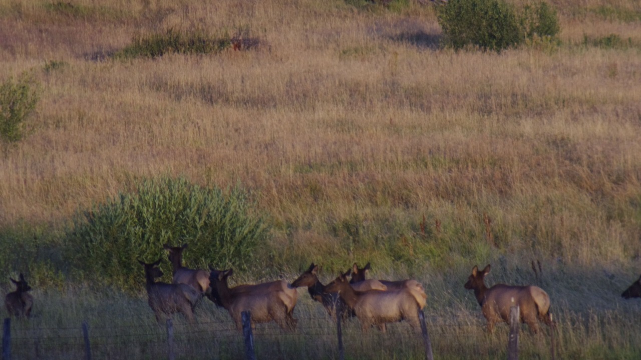 Photo of Others in New Meadows