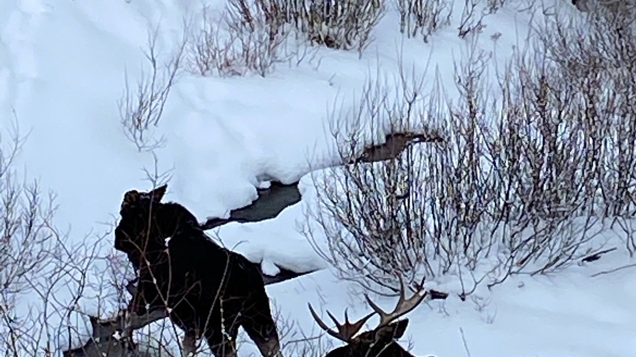 Photo of Others in Big Sky Meadow Village