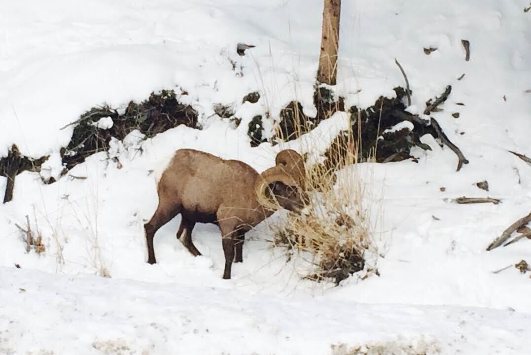 Photo of Others in Big Sky Meadow Village