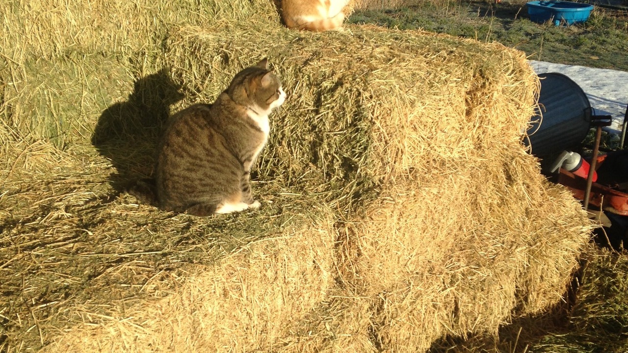 Photo of Outdoor in Spanish Fork