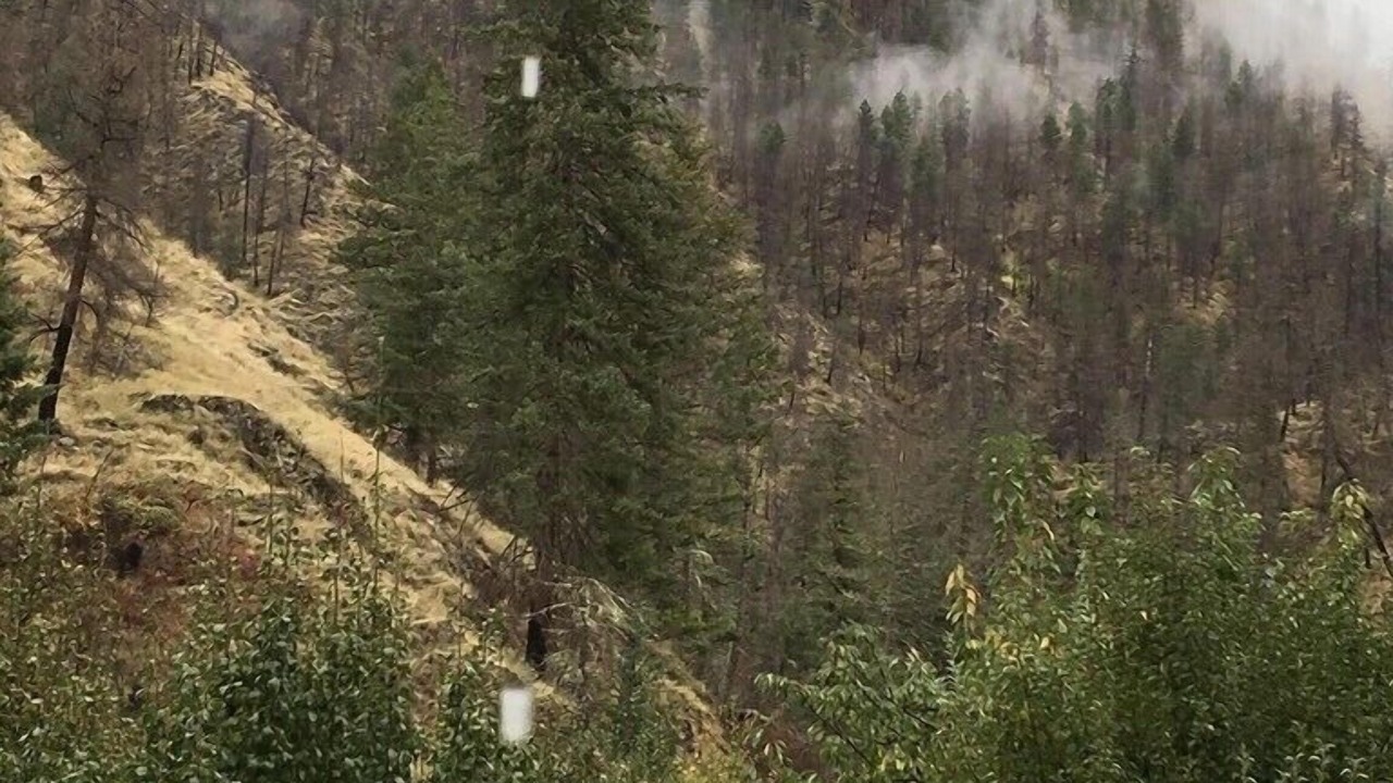 Photo of Outdoor in White Bird