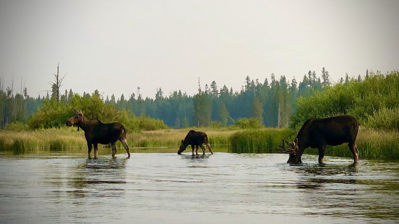 Photo of Others in Island Park