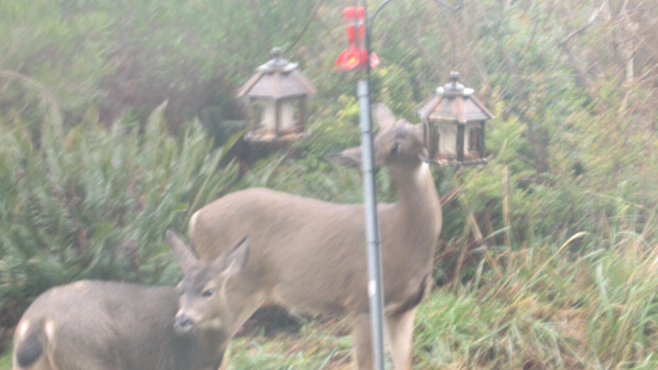 Photo of Others in Ocean Shores
