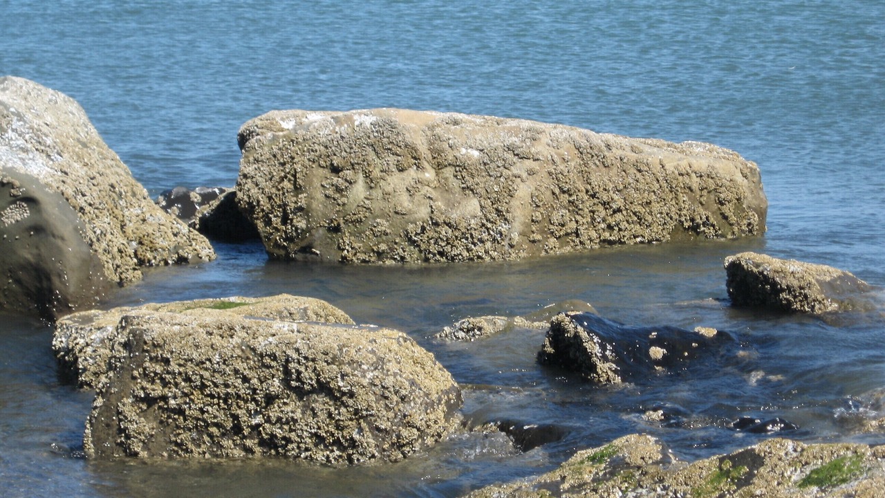 Photo of Others in Ocean Shores
