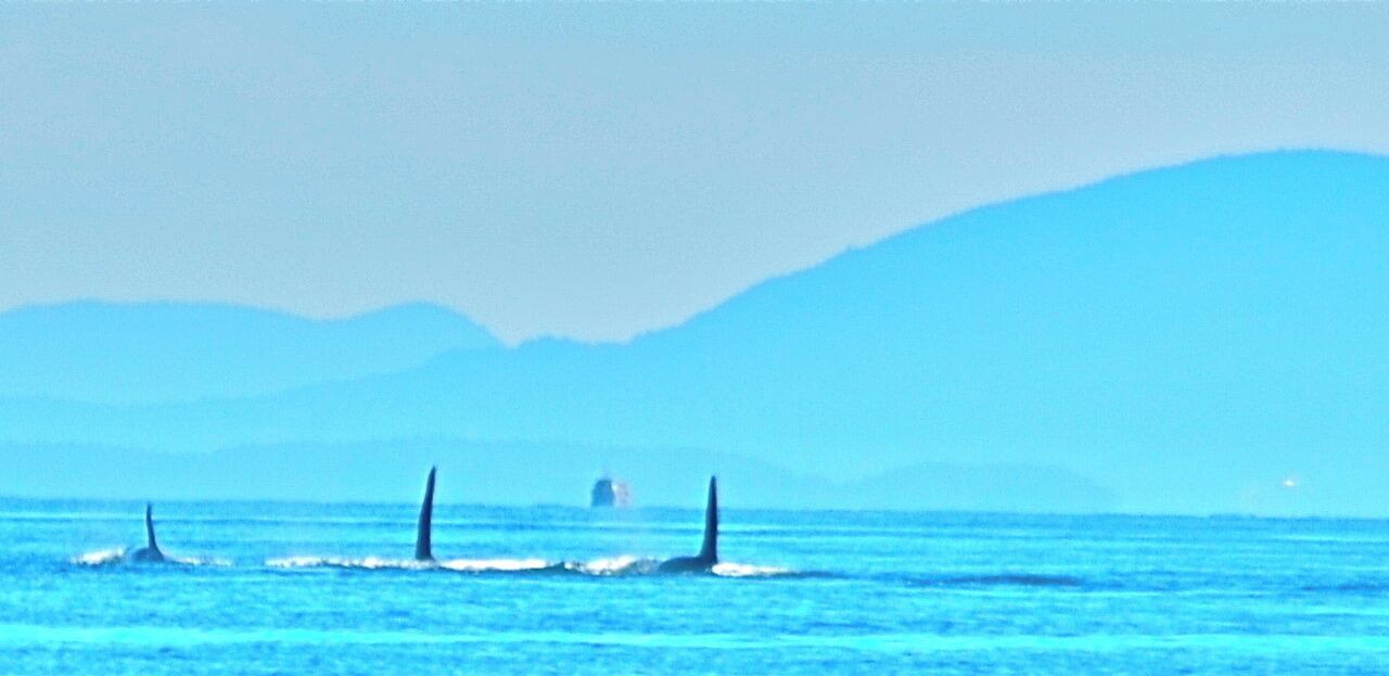 Photo of Others in Point Roberts