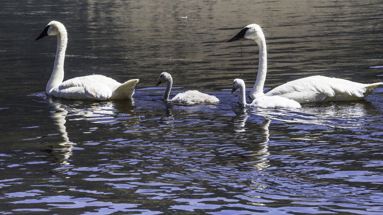 Photo of Others in Moose Wilson Road