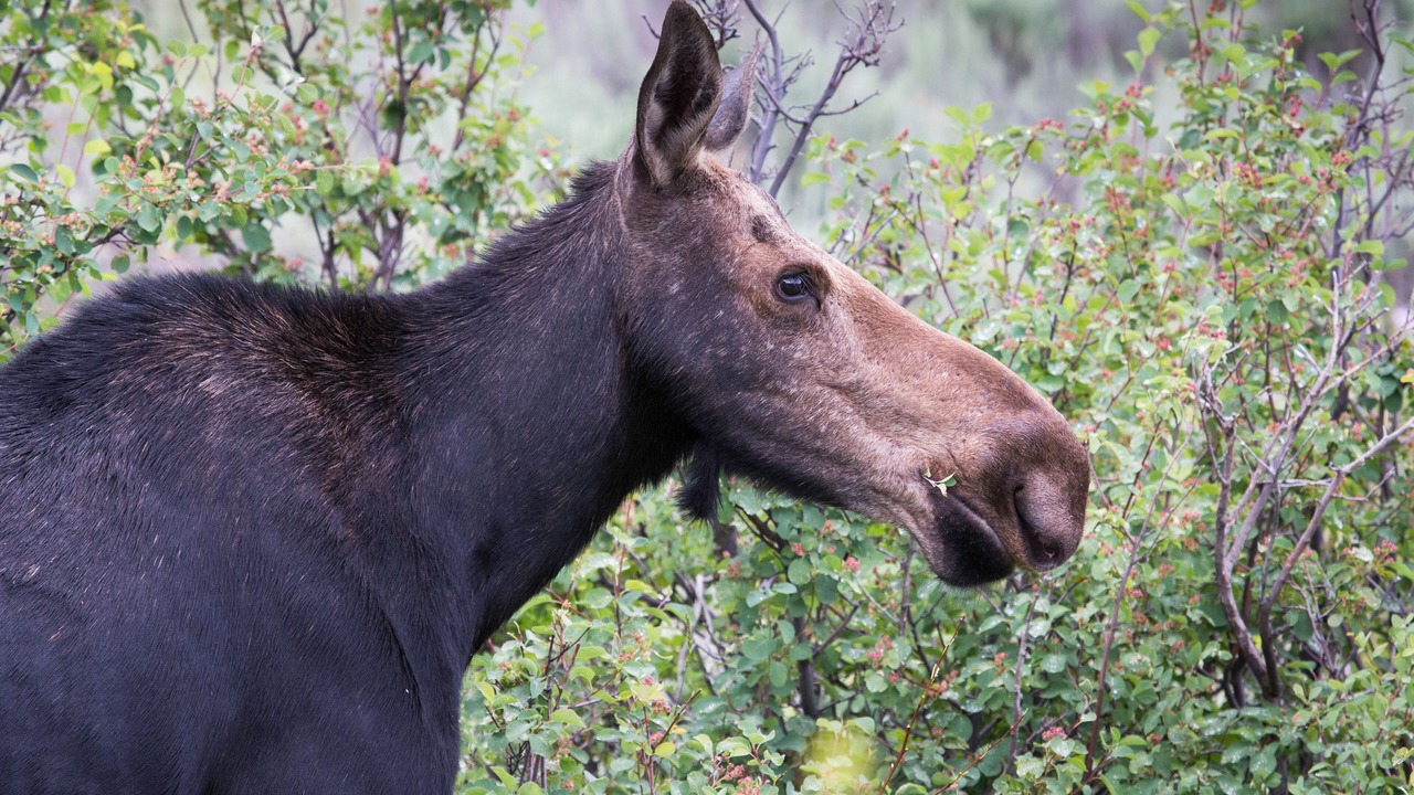 Photo of Others in Moose Wilson Road