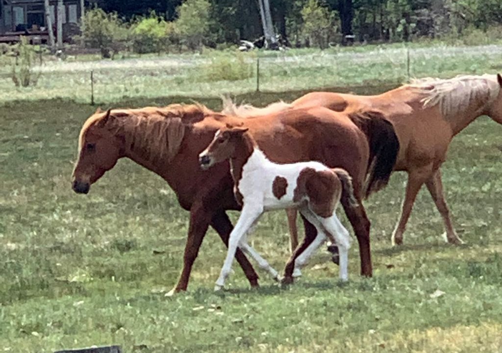 Photo of Outdoor in Black Butte Ranch