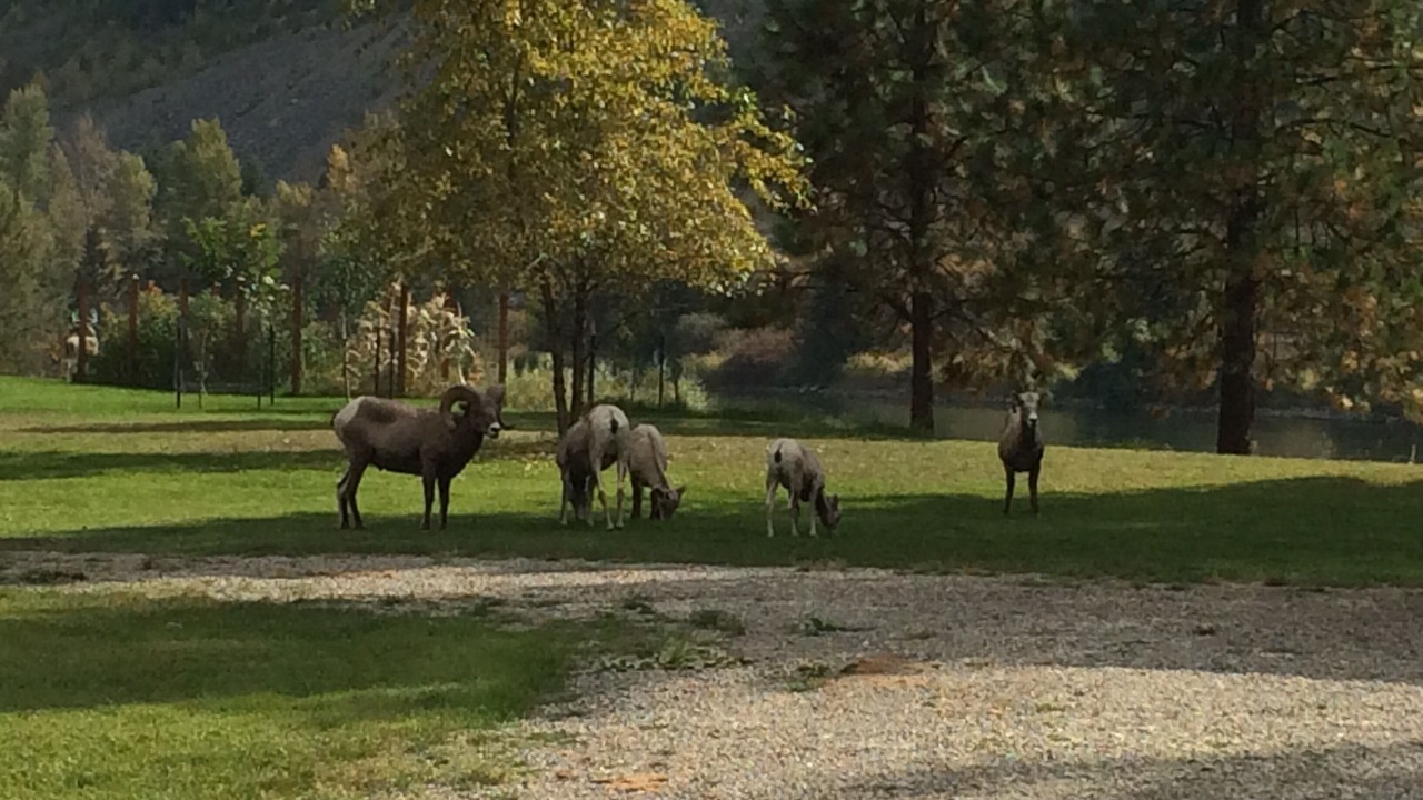 Photo of Others in Libby