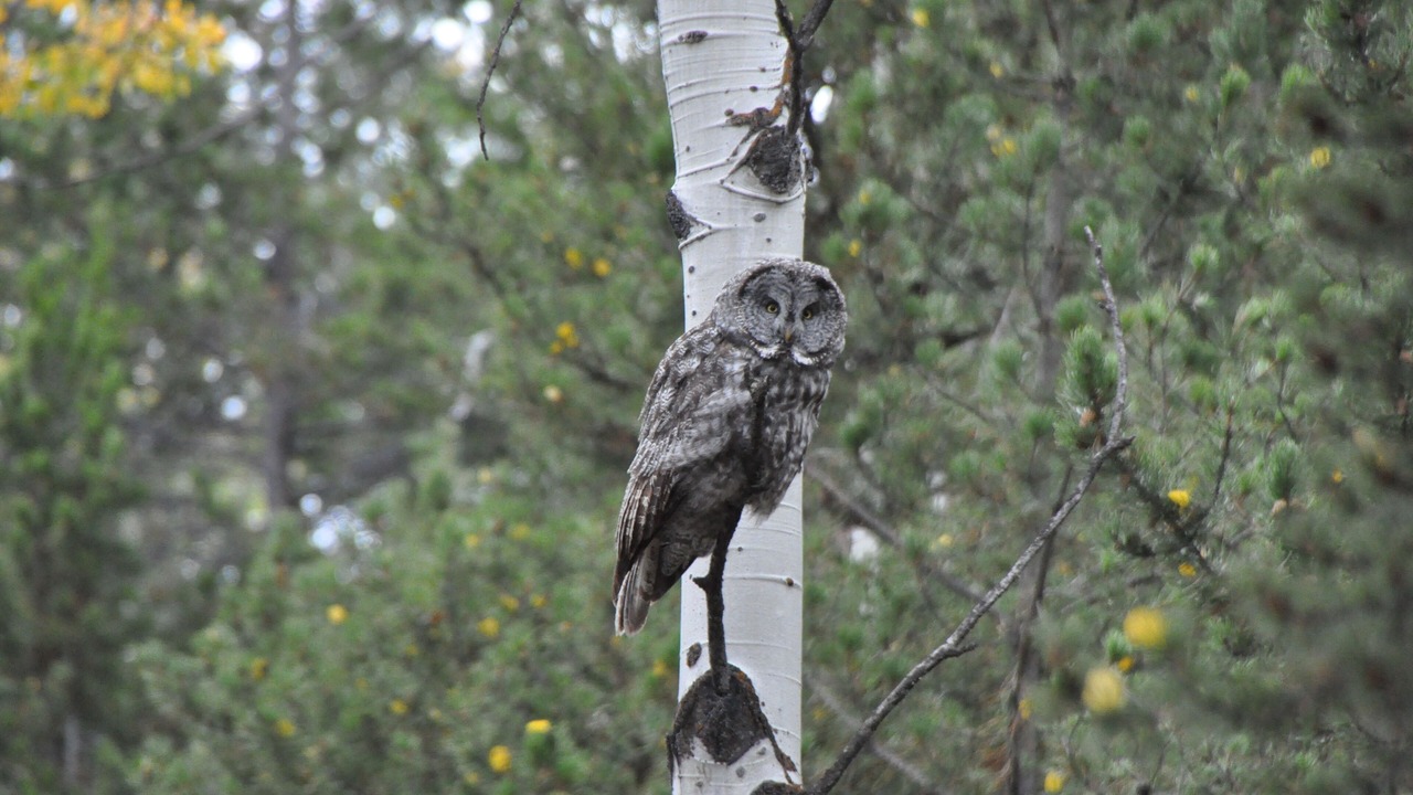 Photo of Others in Teton Village