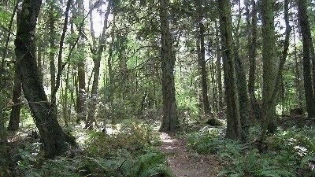 Photo of Others in Point Roberts