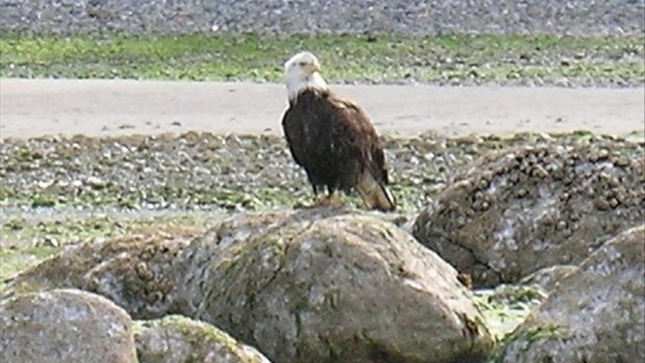 Photo of Others in Point Roberts