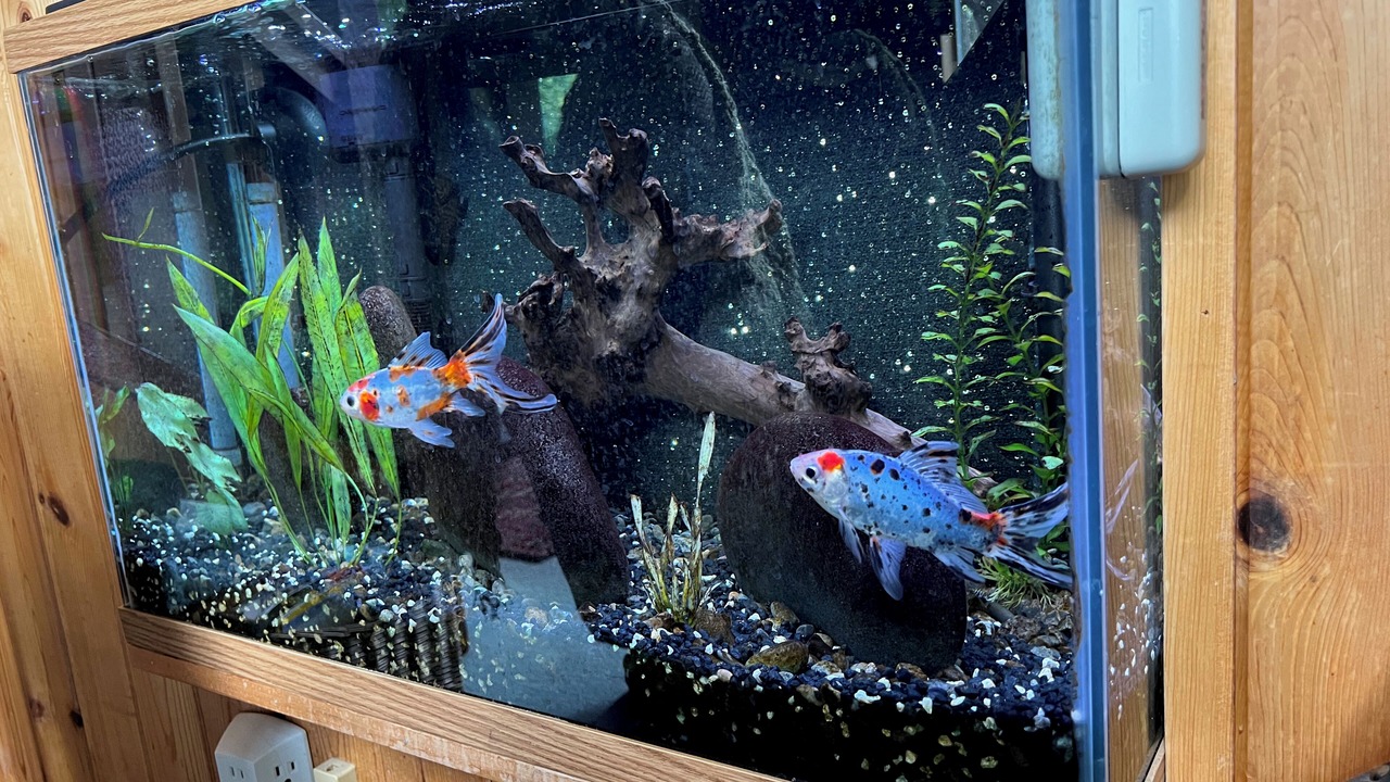 Photo of Others in Port Angeles