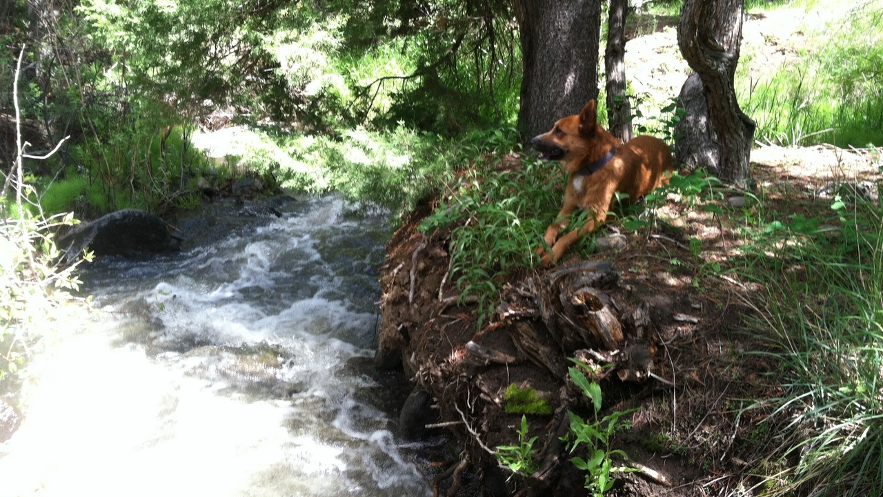 Photo of Outdoor in Wapiti