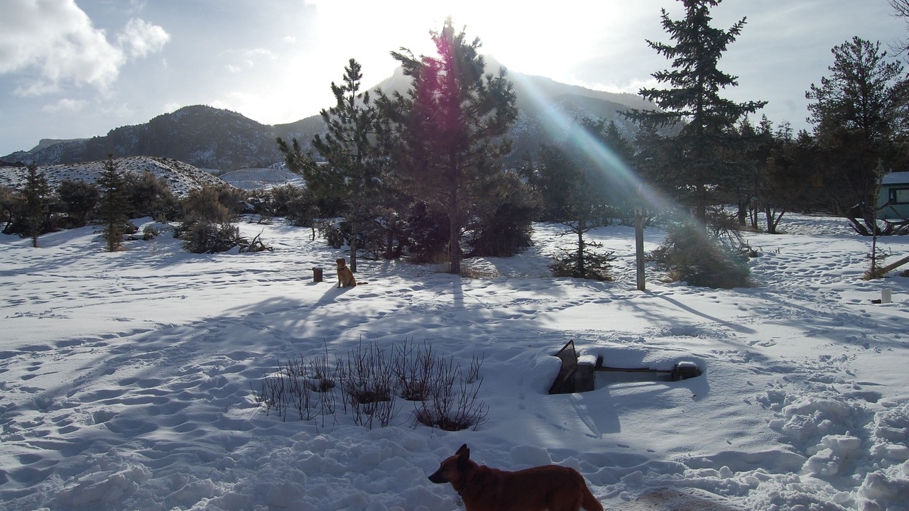 Photo of Others in Wapiti