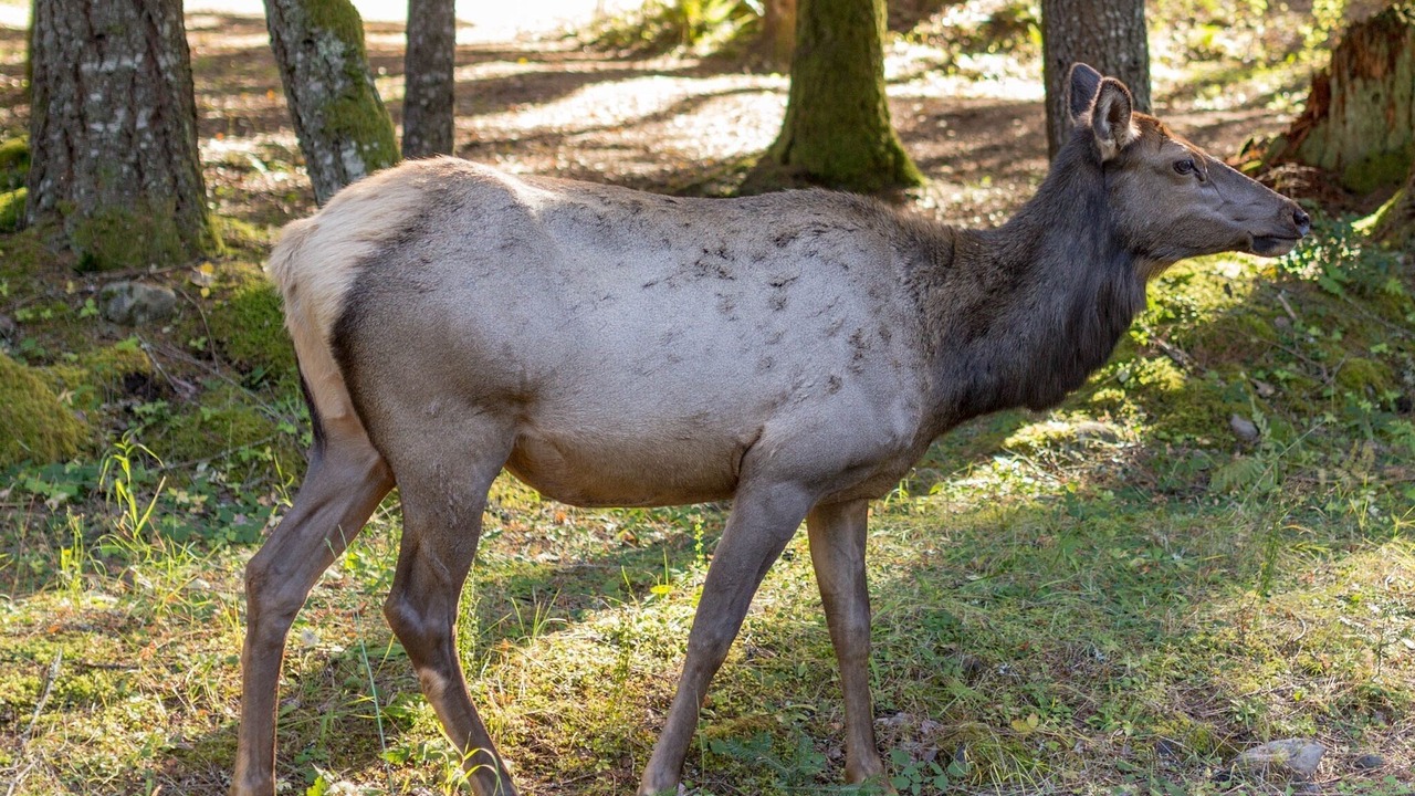 Photo of Others in Enumclaw