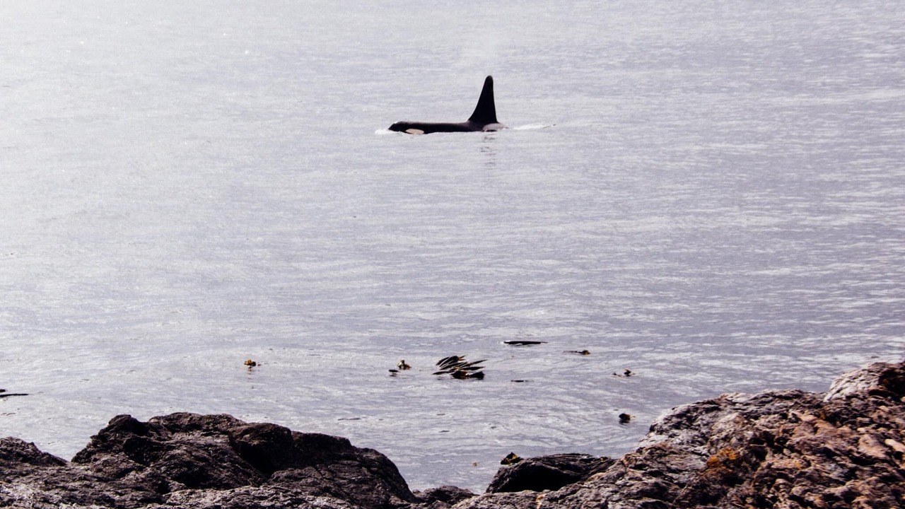 Photo of Others in Friday Harbor