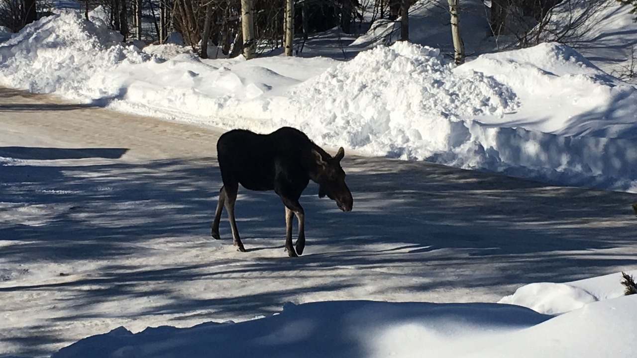 Photo of Others in Moose Wilson Road