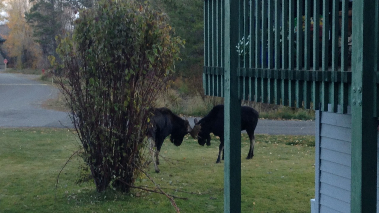 Photo of Others in Moose Wilson Road