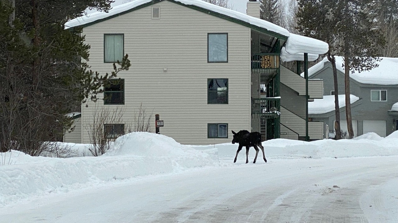 Photo of Others in Moose Wilson Road