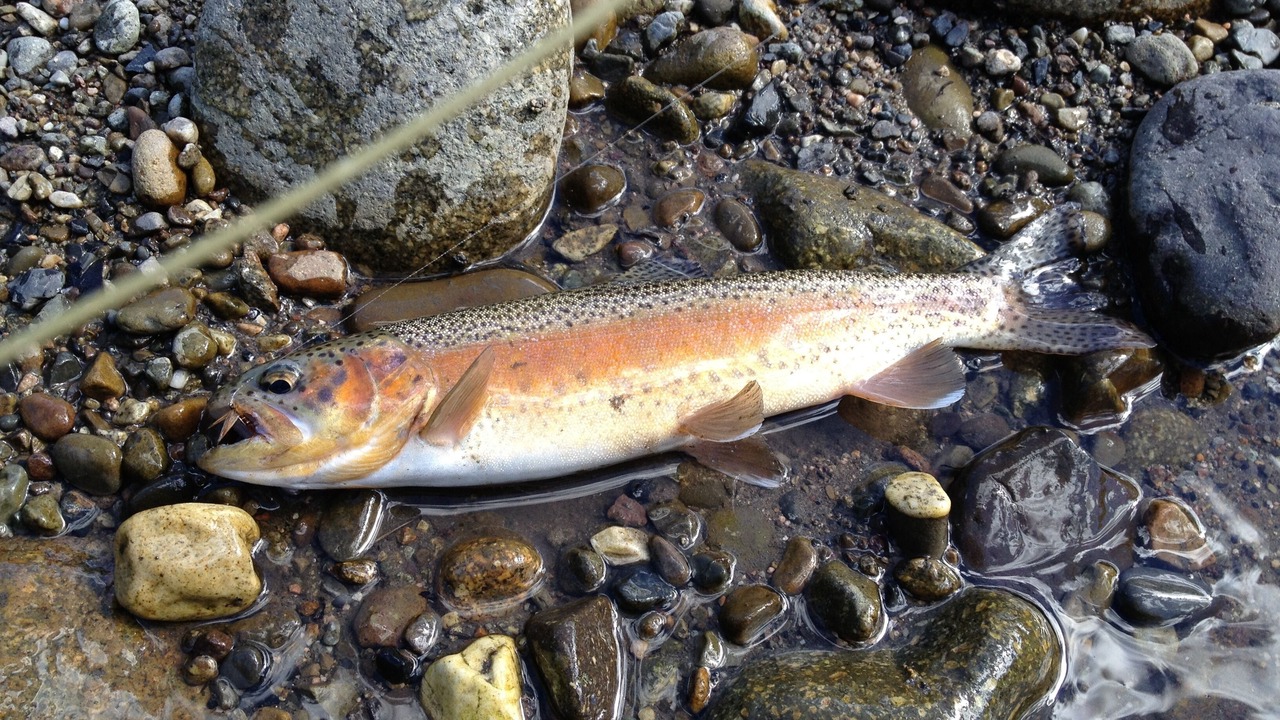 Photo of Others in Ketchum