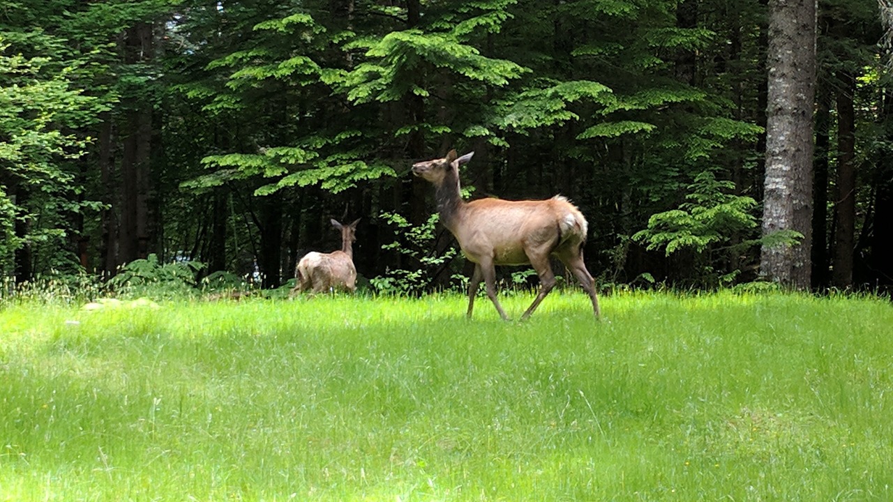 Photo of Outdoor in Enumclaw