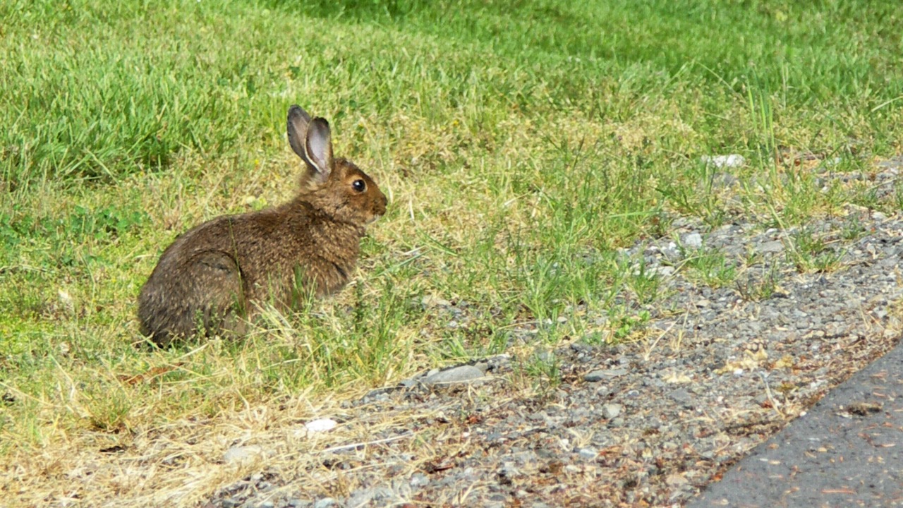 Photo of Others in Port Angeles