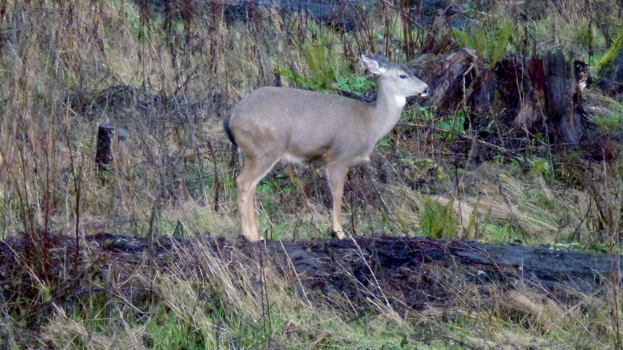 Photo of Outdoor in Port Angeles