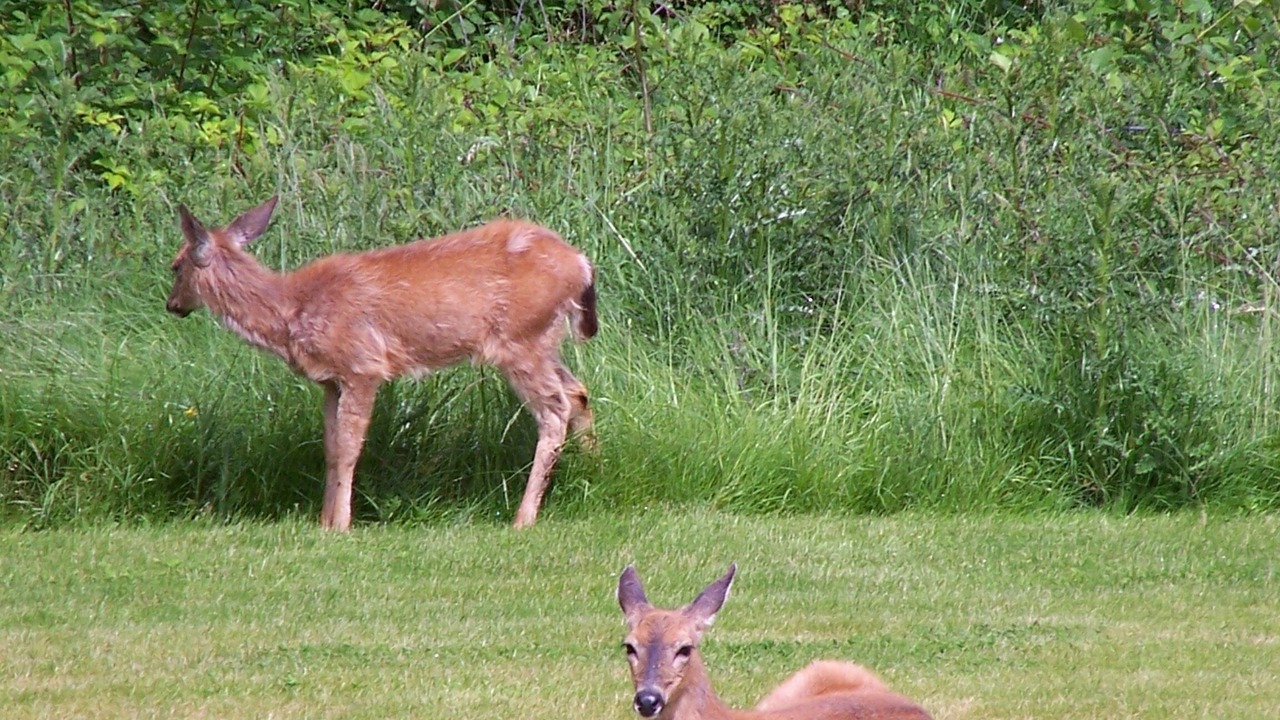 Photo of Others in Port Angeles