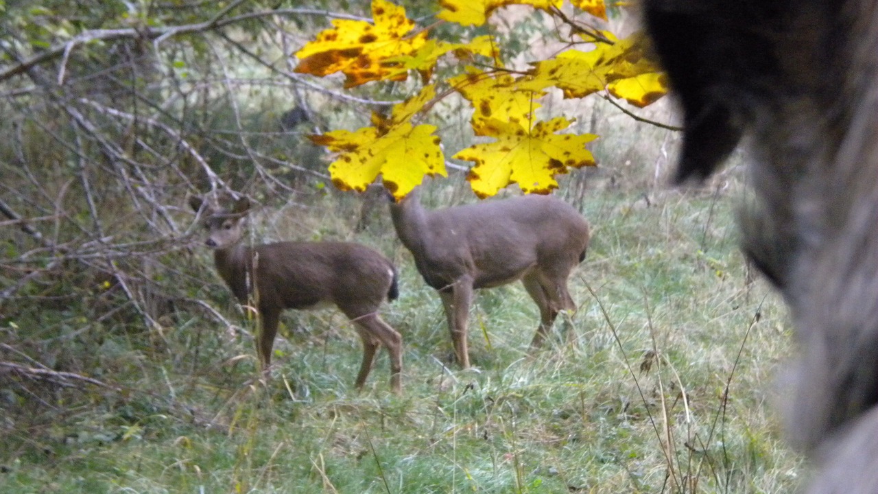 Photo of Others in Port Angeles