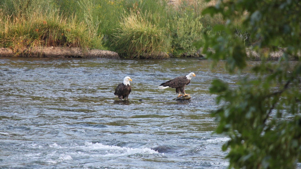 Photo of Others in Shady Cove