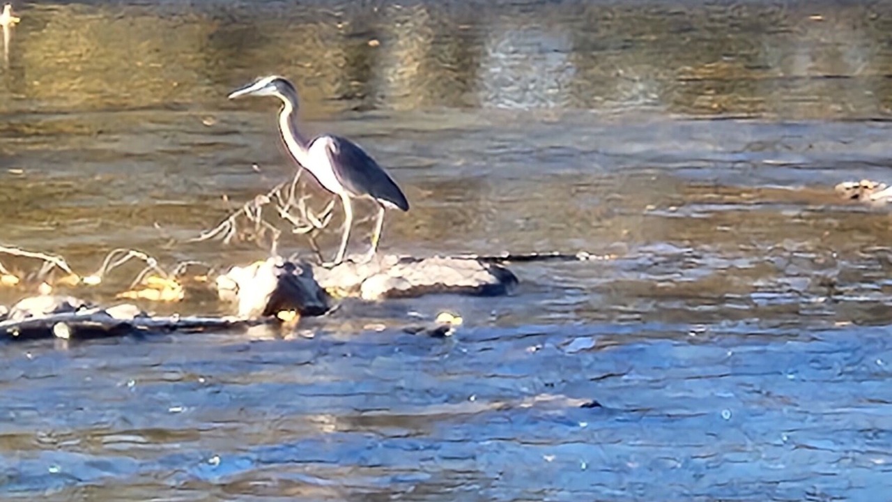 Photo of Others in Shady Cove