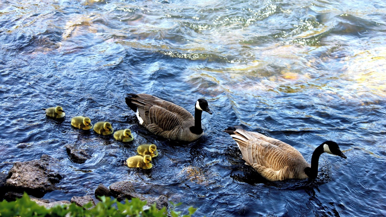 Photo of Others in Shady Cove