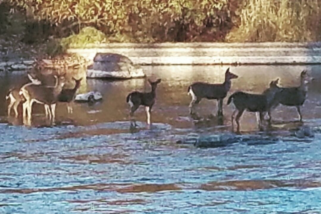 Photo of Others in Shady Cove