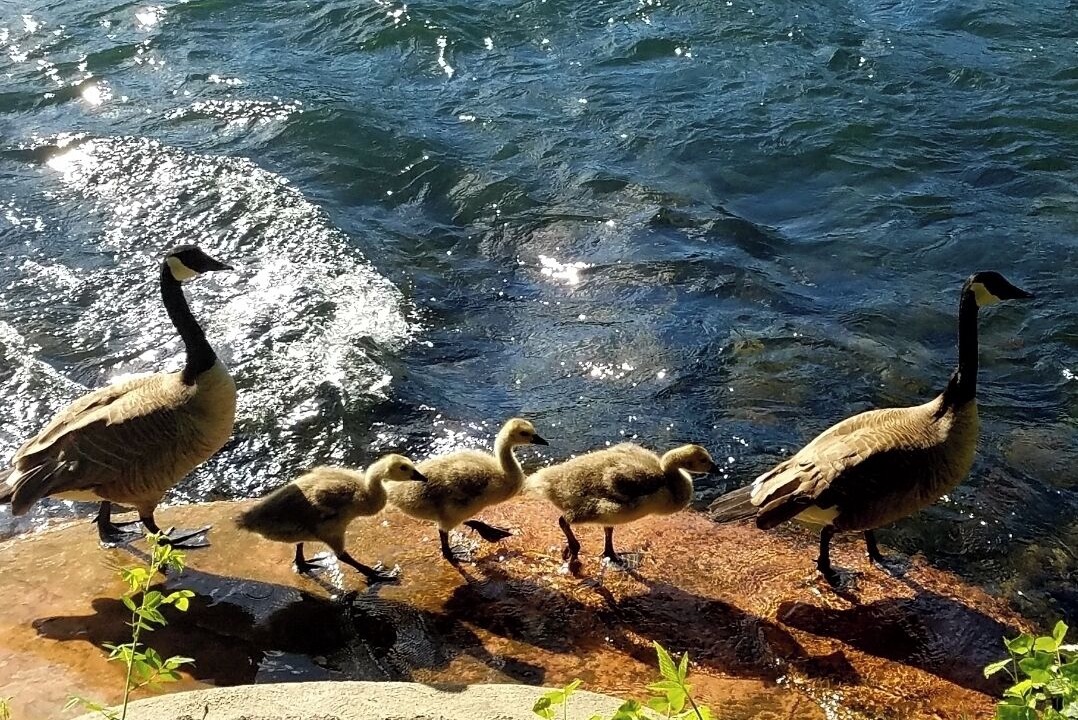 Photo of Others in Shady Cove