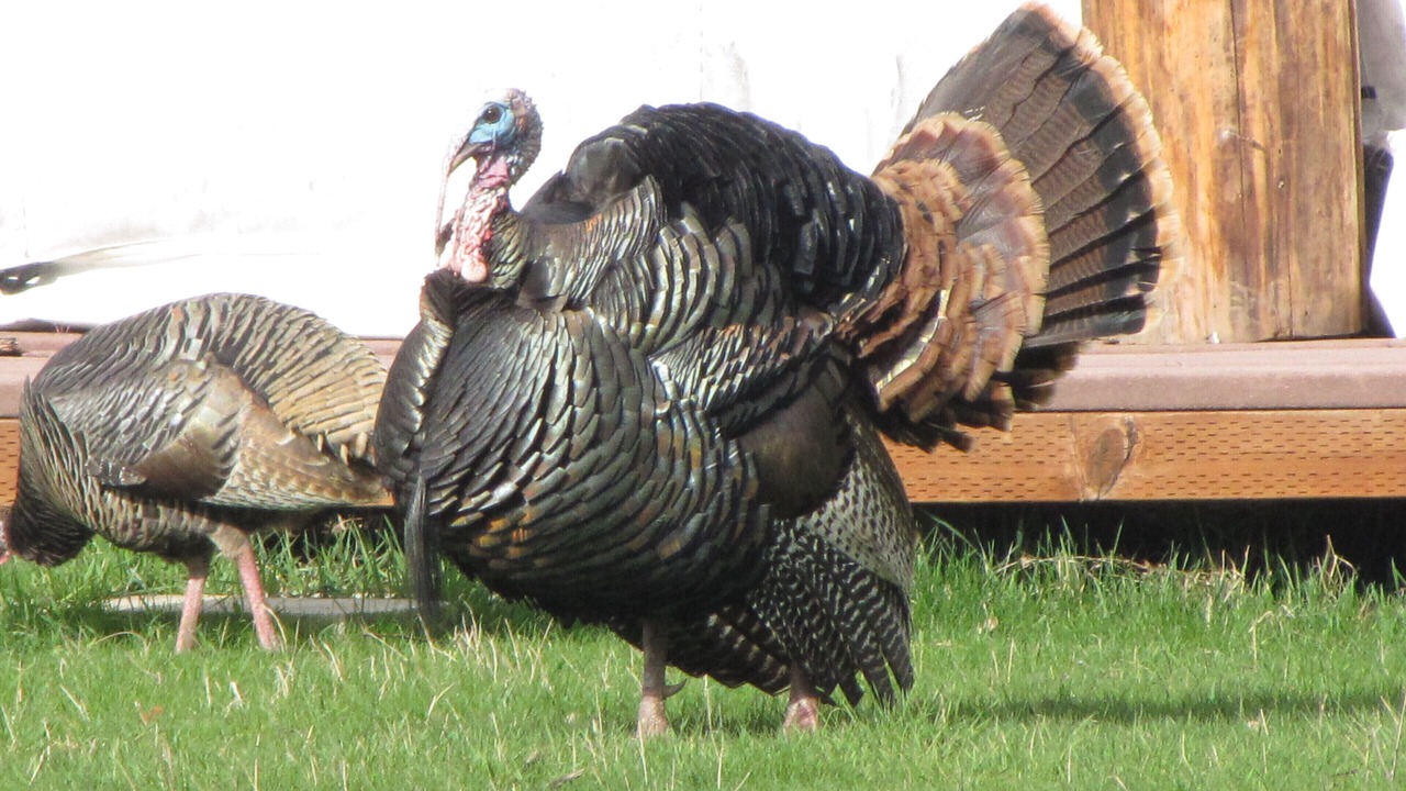 Photo of Others in Troy