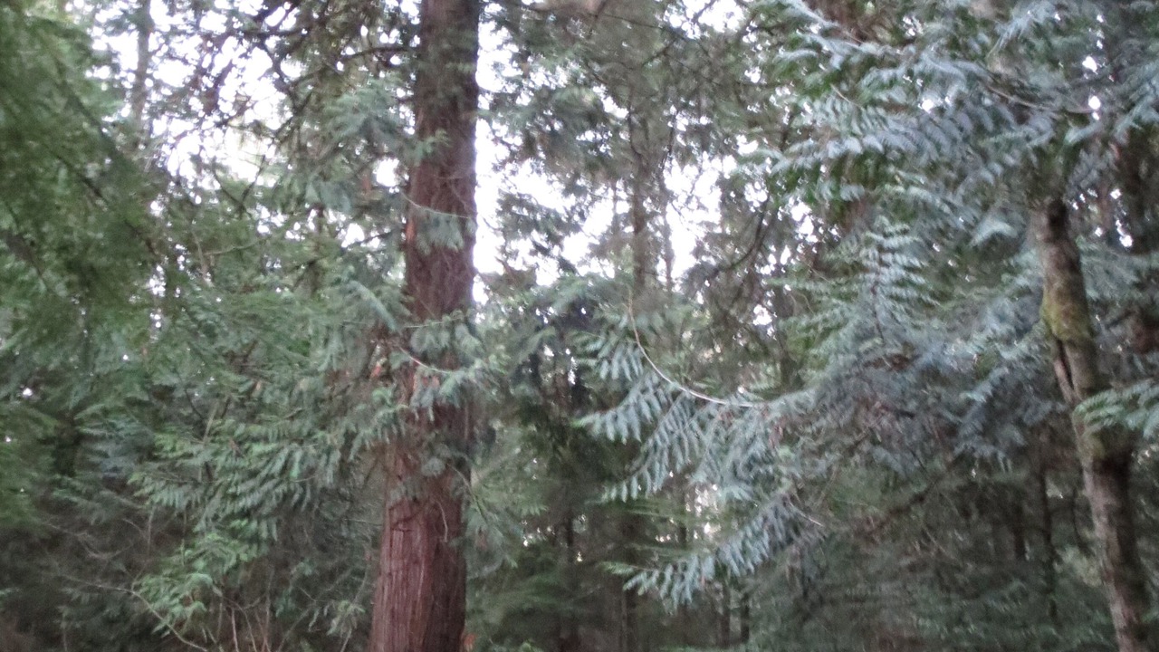 Photo of Others in Anacortes