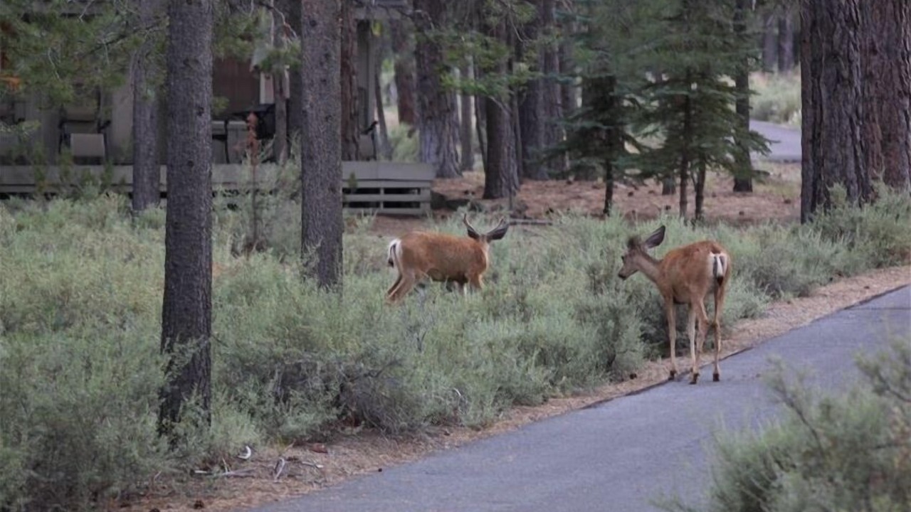 Photo of Others in Sunriver