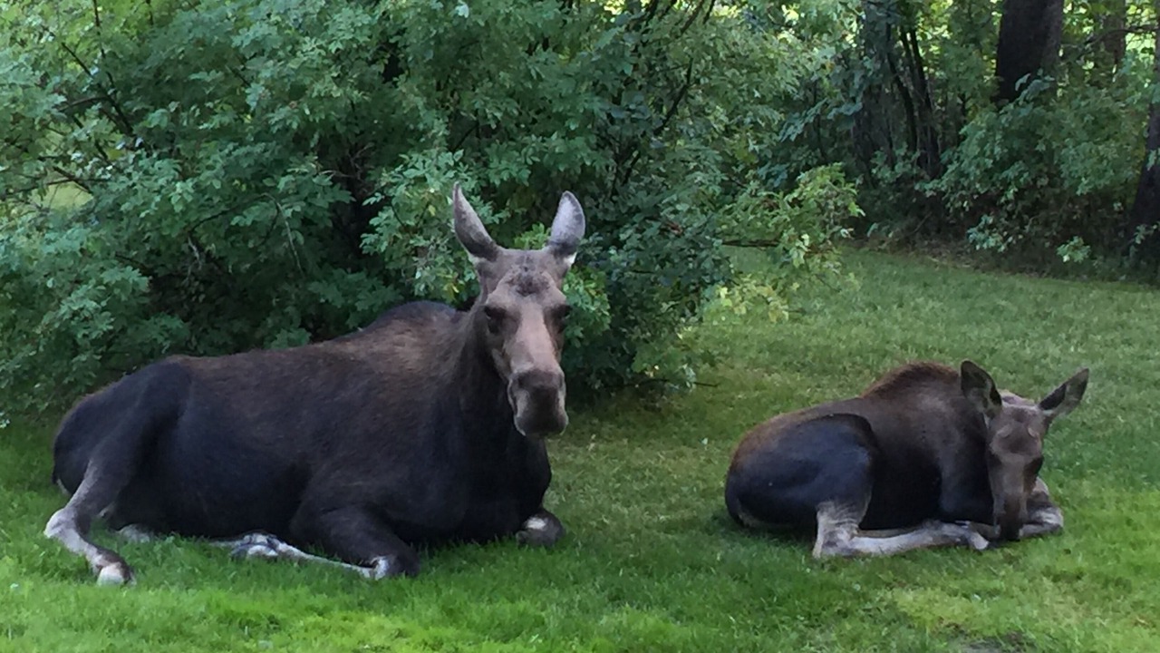 Photo of Others in Moose Wilson Road