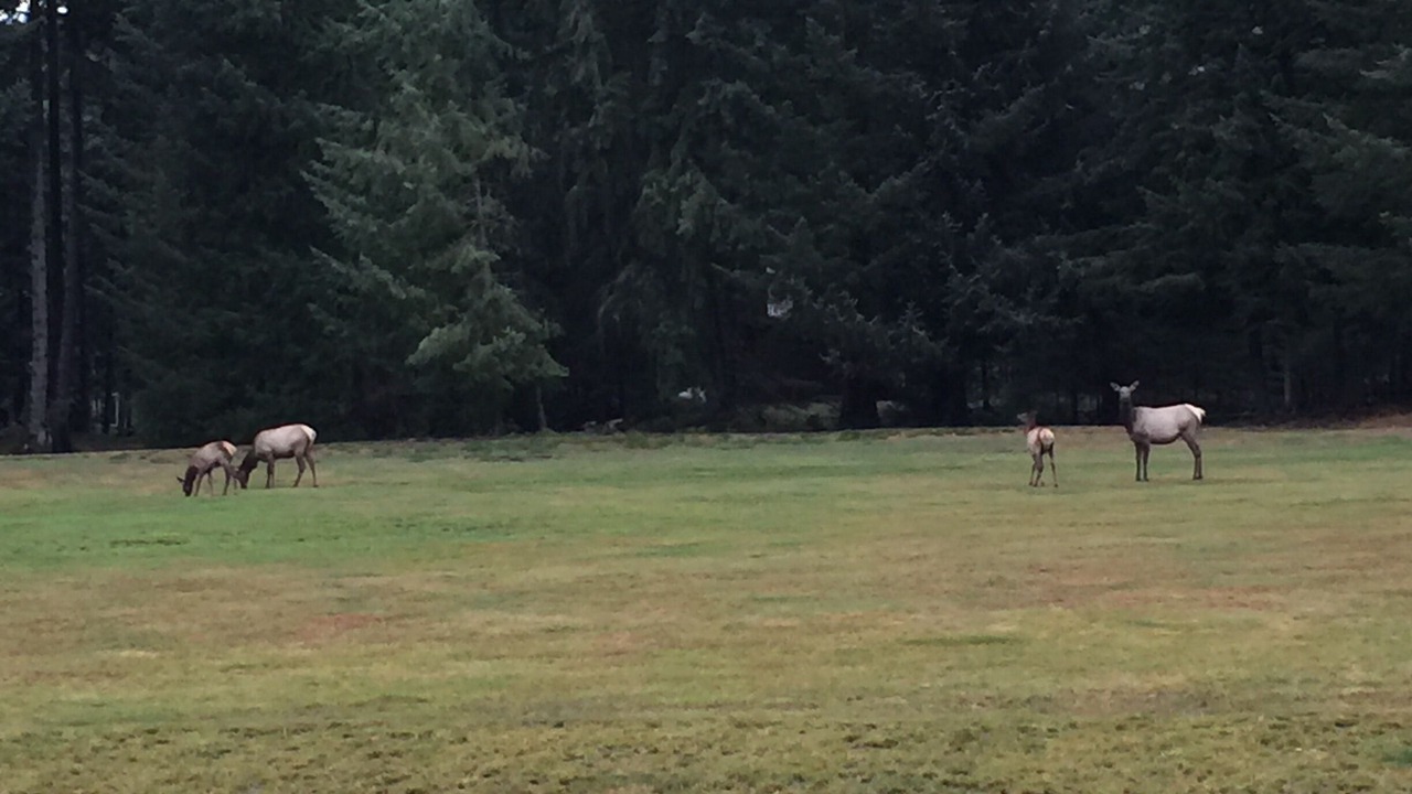 Photo of Others in Enumclaw